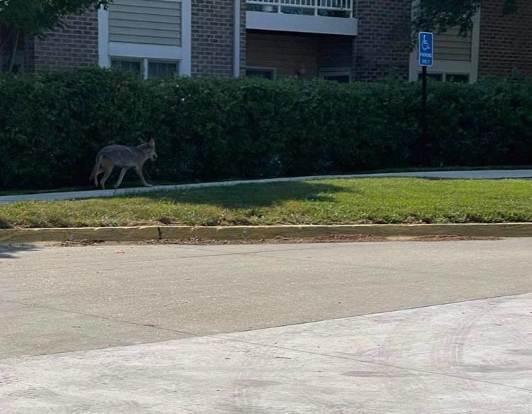 Coyote